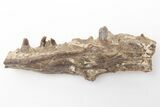 Fossil Fish (Cimolichthys) Jaw Section - Kansas #197684-1